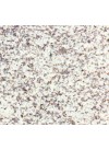Juparana Golden Wave - Granit – Finition Satiné (Mat)