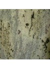 Vert Eucalyptus - Granit - Finition Flammé (Texturée)